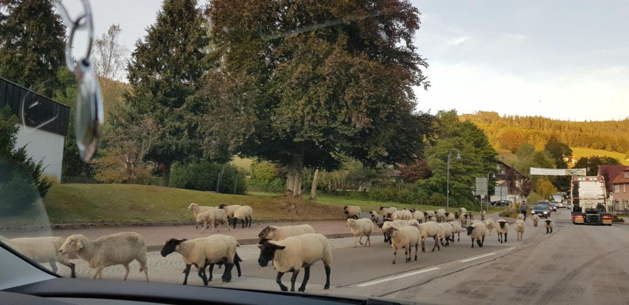 Vogelnest Im Schwarzwald Baiersbronn