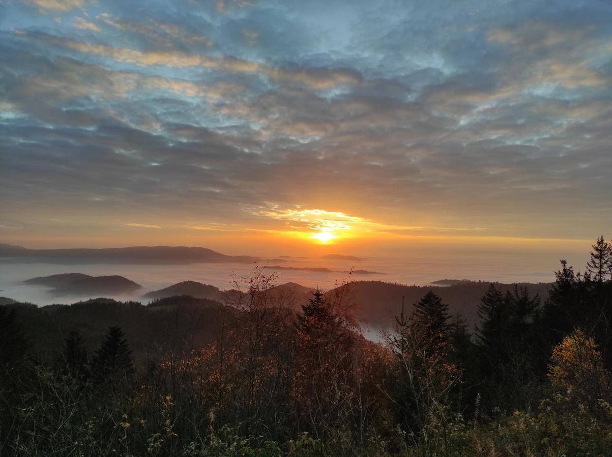 Vogelnest Im Schwarzwald * Baiersbronn