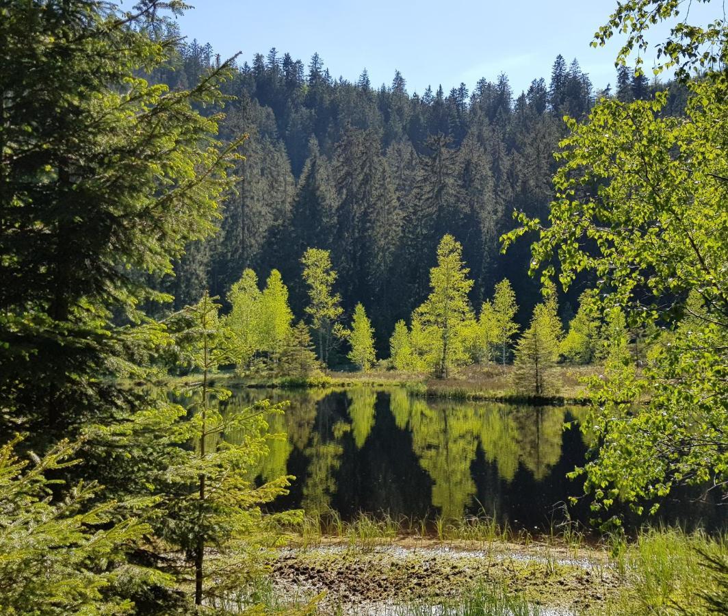 Vogelnest Im Schwarzwald *